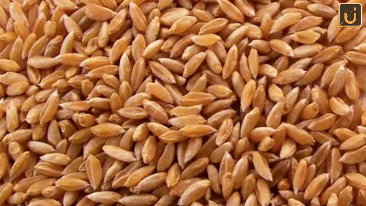 Usthadian Academy / Bundelkhand Wheat Variety Gets GI Tag